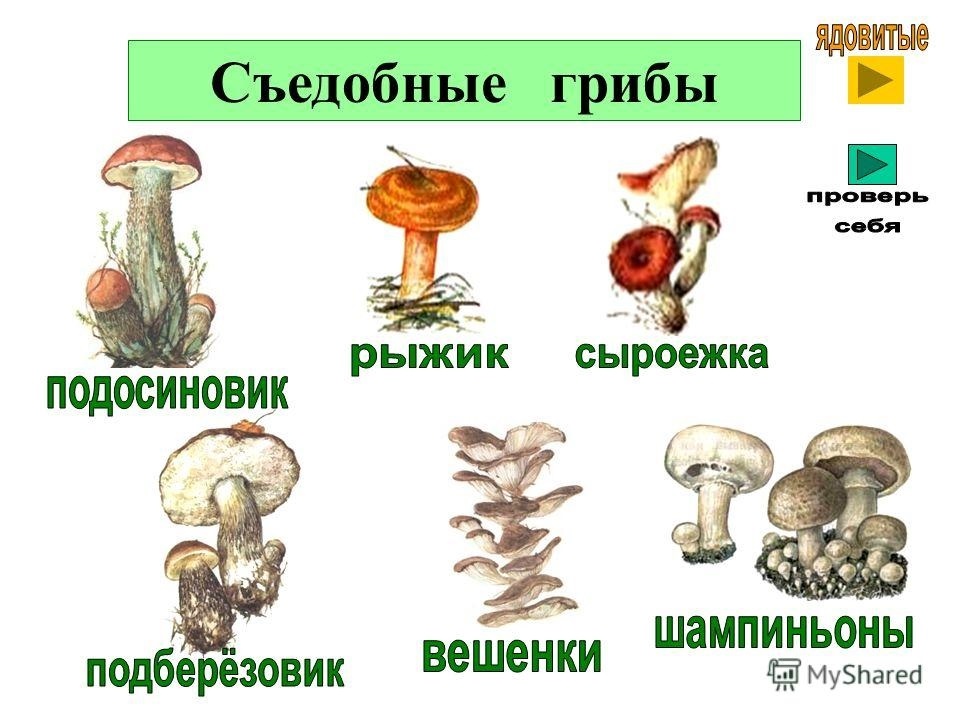 Узнай грибы. Рисунки съедобных грибов и несъедобных грибов с названиями. Съедобные и несъедобные грибы для детей. Съедобные и ядовитые грибы для дошкольников. Рисунок съедобные и несъедобные грибы.