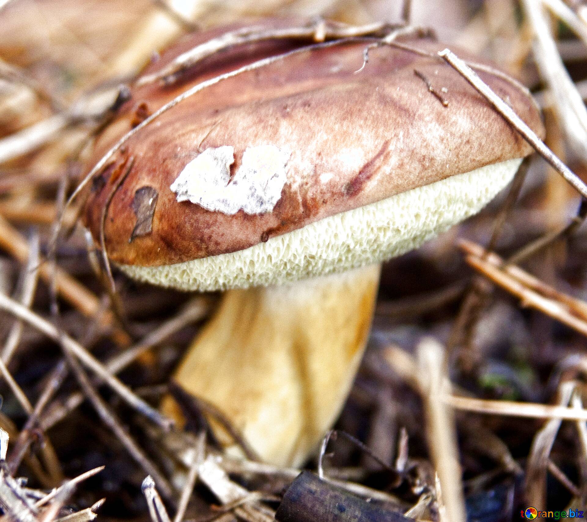 Весенние съедобные грибы фото и название. Съедобные грибы Сибири. Съедобные грибы Бурятии. Апрельские грибы съедобные. Весенние грибы съедобные.