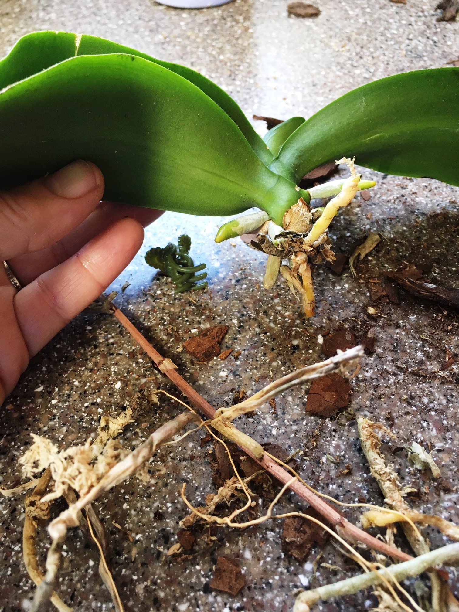 Начала цвести орхидея. Орхидея фаленопсис корни. Реанимация листьев орхидеи фаленопсис. Реанимация засохшей орхидеи.