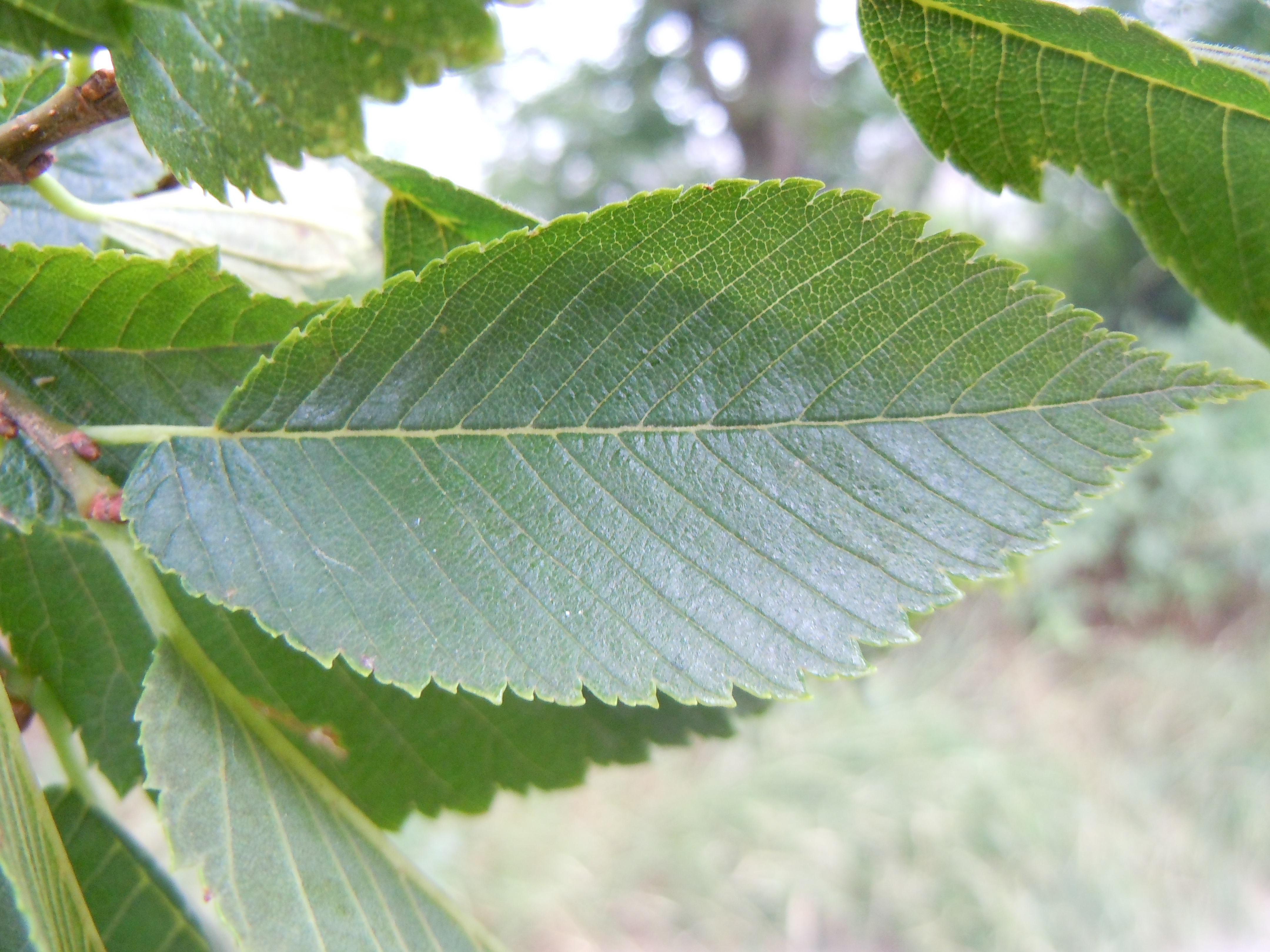 Вяз обыкновенный Ulmus laevis