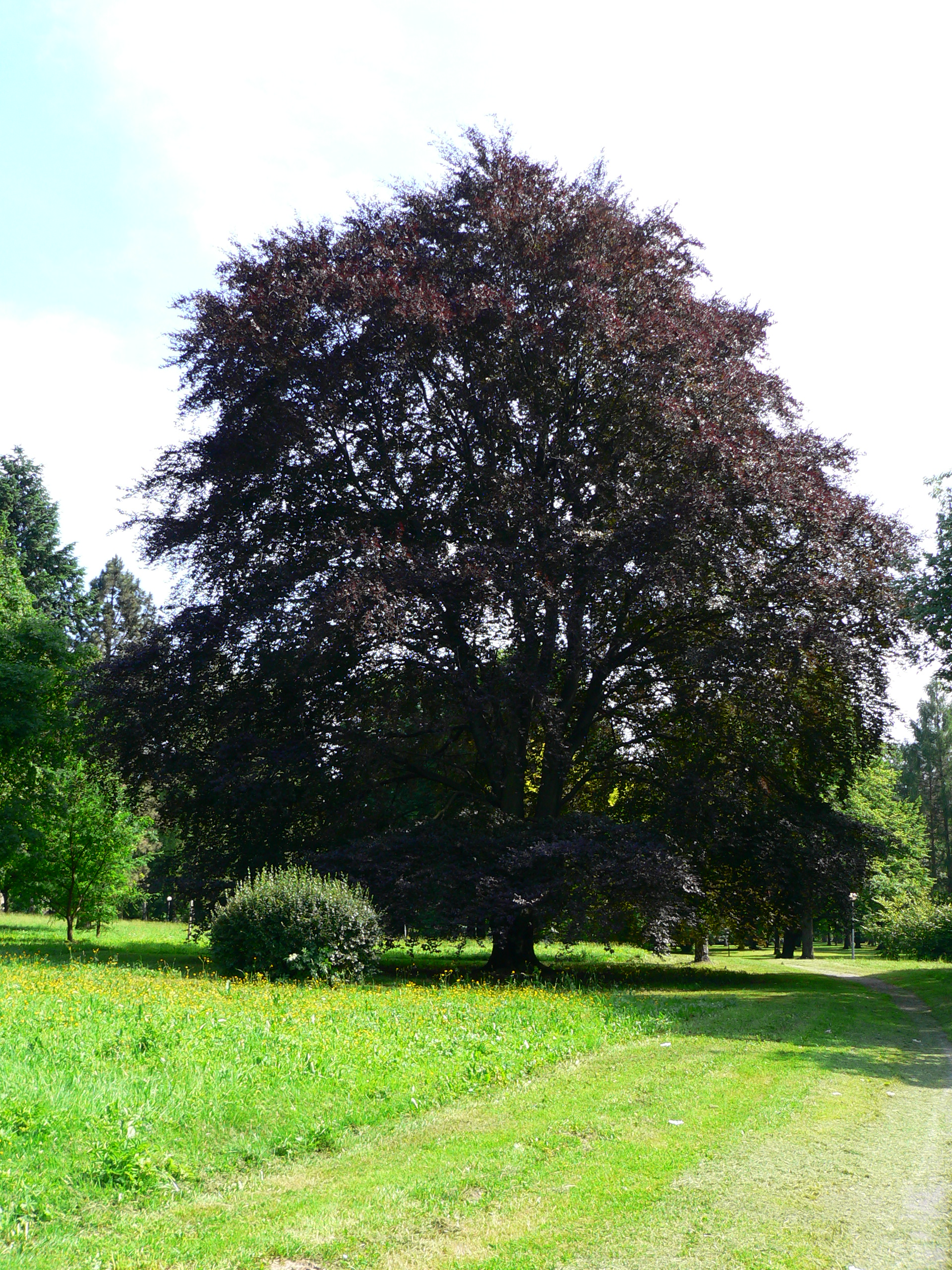 Бук. Бук Лесной Атропуницея. Бук Лесной Fagus sylvatica. Бук Лесной (Fagus sylvatica "Atropunicea")*. Fagus sylvatica бук Лесной purpurea.