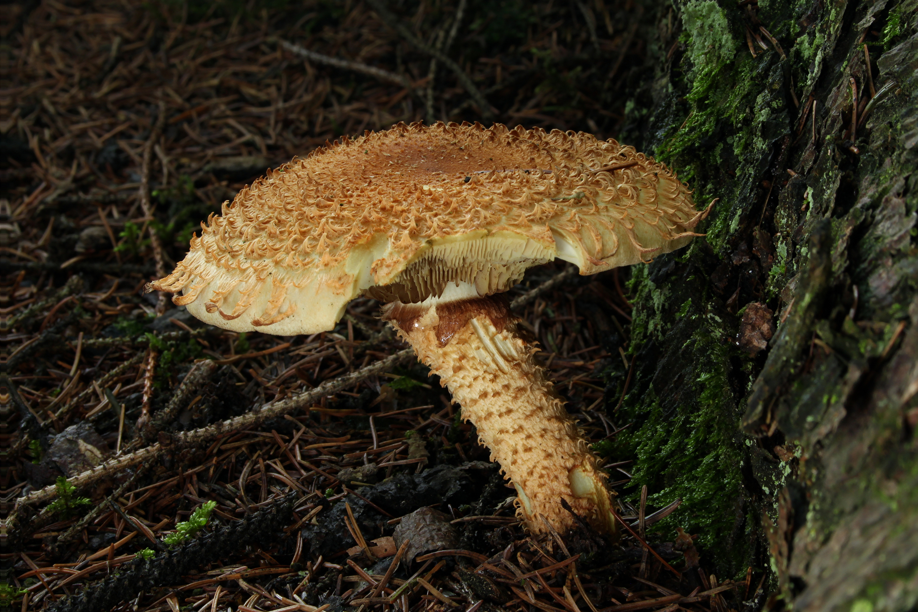 Чешуйчатка клейкая Pholiota Lucifera (Lasch)