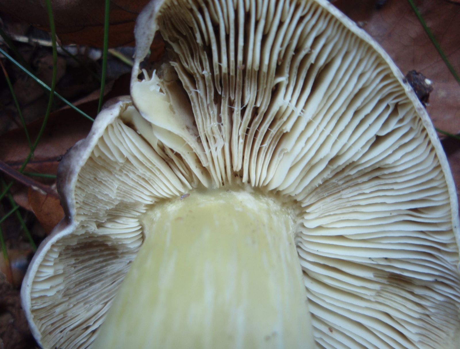 Большие пластинчатые грибы. Боровик пластинчатый гриб. Белый пластинчатый гриб на толстой ножке. Белые пластинчатые грибы с толстой. Серый пластинчатый гриб на толстой ножке.