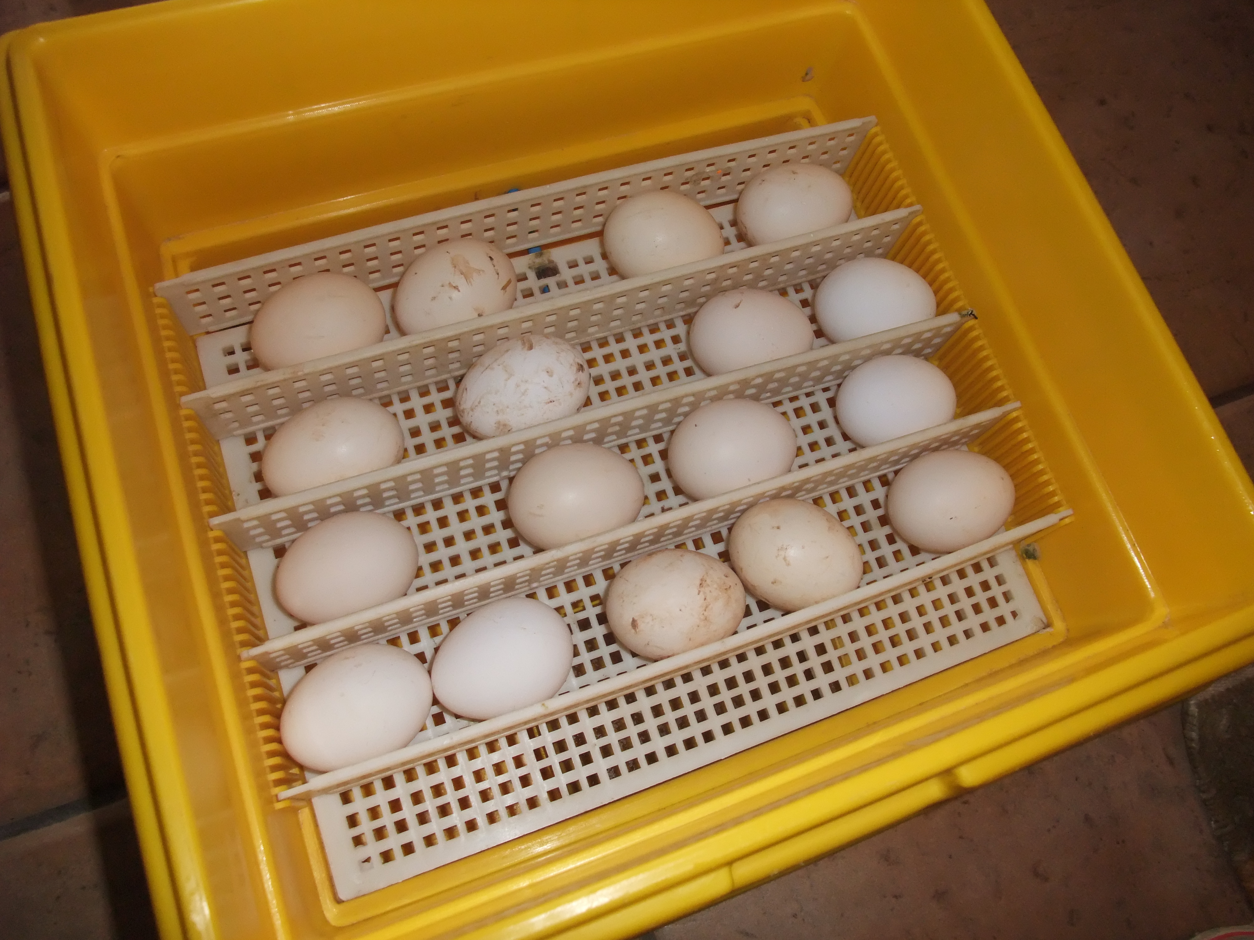 Каким концом закладывать яйца. Инкубатор для яиц цесарки. Овоскоп яиц цесарки. Лоток для гусиных яиц в инкубатор. Инкубатор Несушка лоток под гусиные яйца.