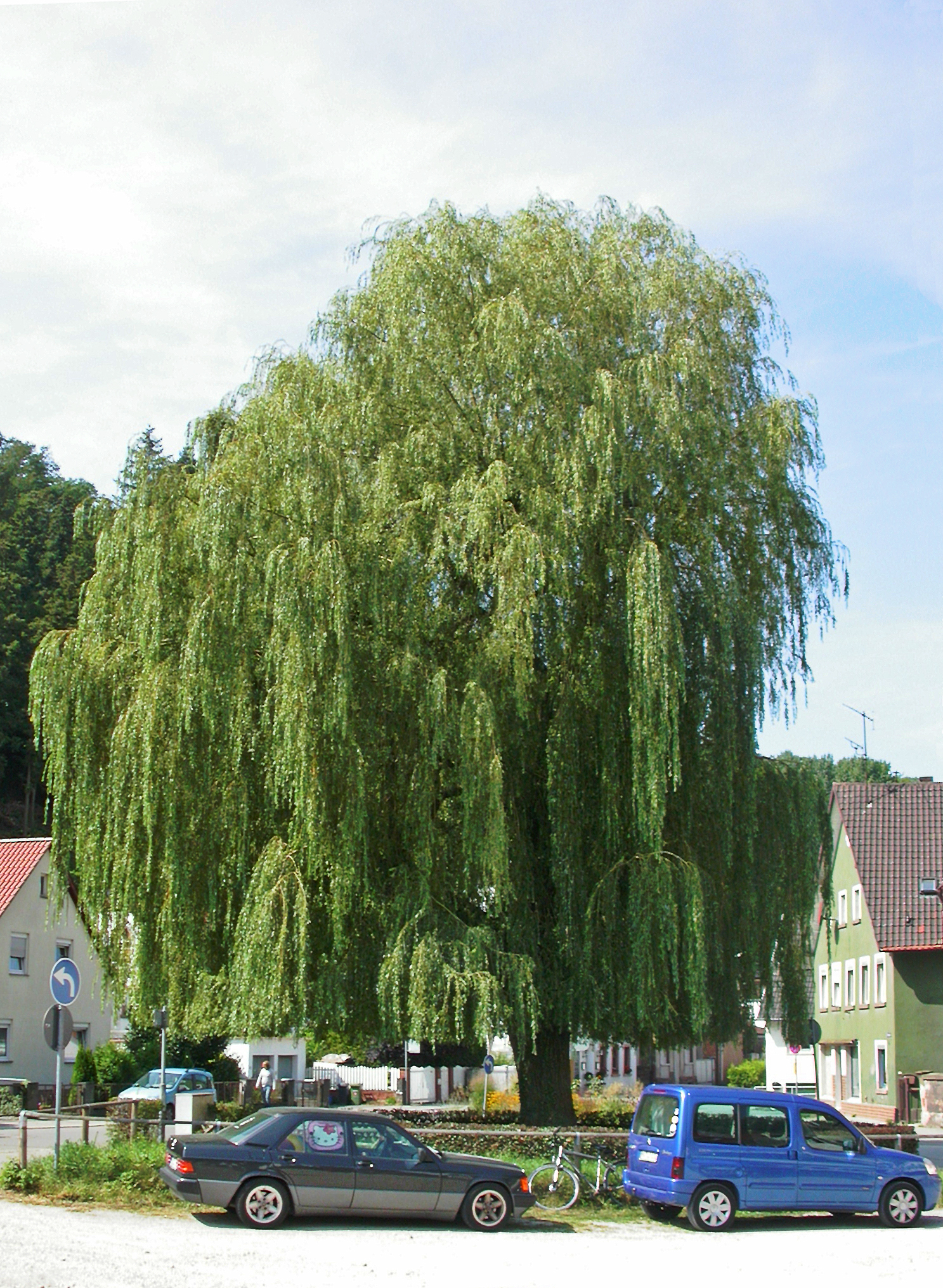 Ива бела. Ива белая плакучая Salix Alba 'pendula'. Ива белая (Salix Alba). Ива белая Тристис. Ива плакучая Тристис.