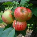 Сорт яблони Пирья