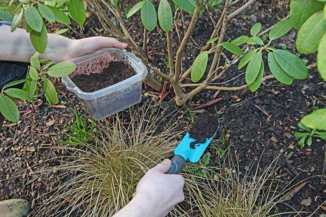 Подкормка Рододендрона органическими удобрениями весной