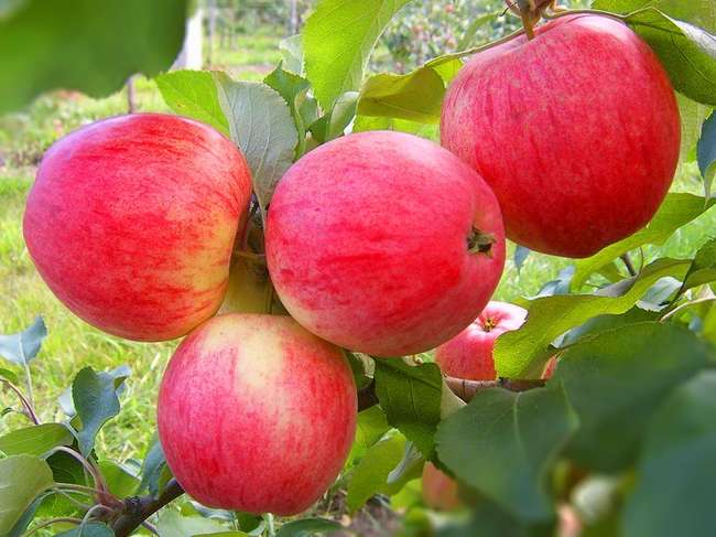Плоды сорта яблони Уэлси