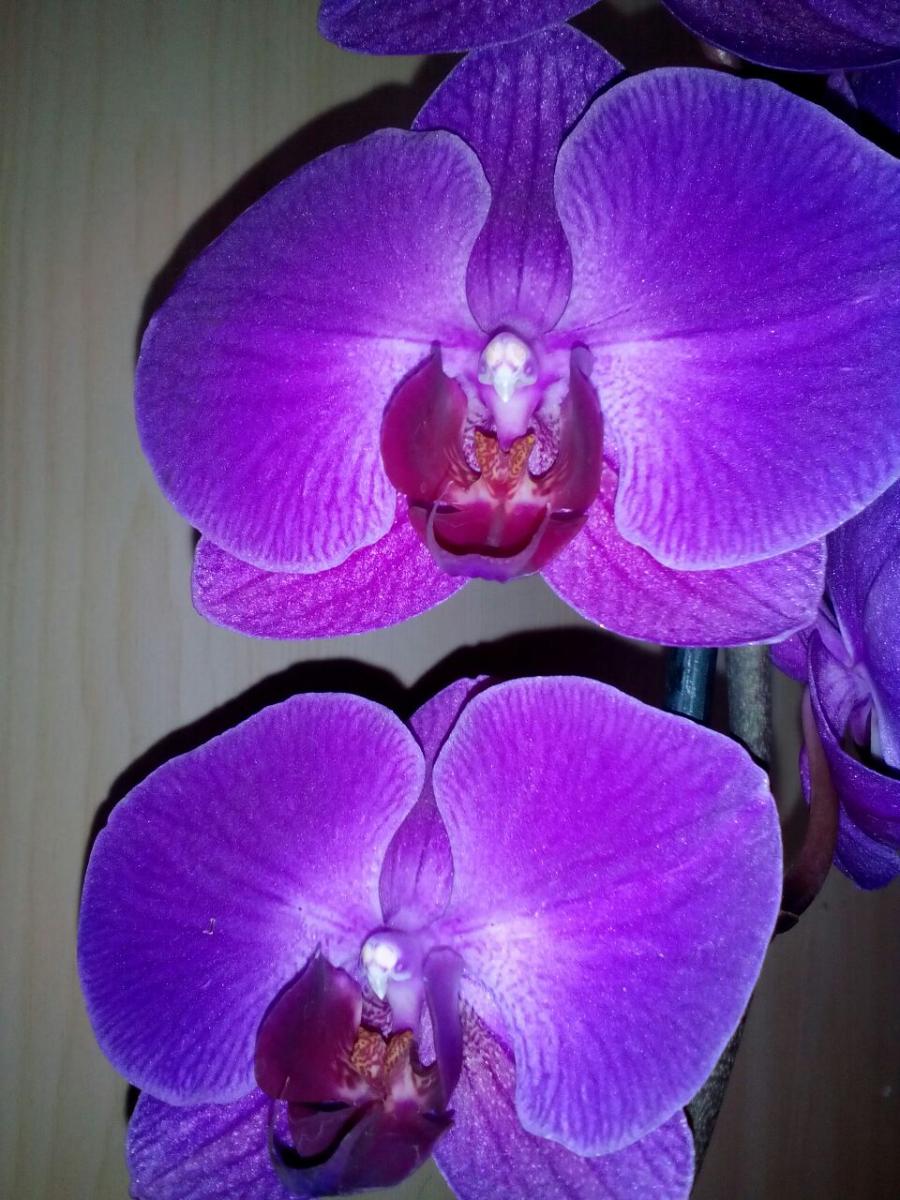 Каталог орхидей с названиями. Фаленопсис Queen Kizz.