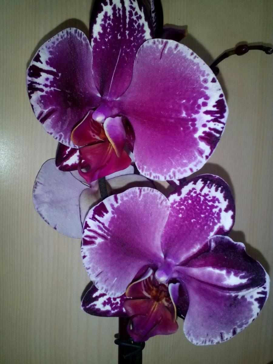 Сорта орхидей с фото и названиями на русском языке