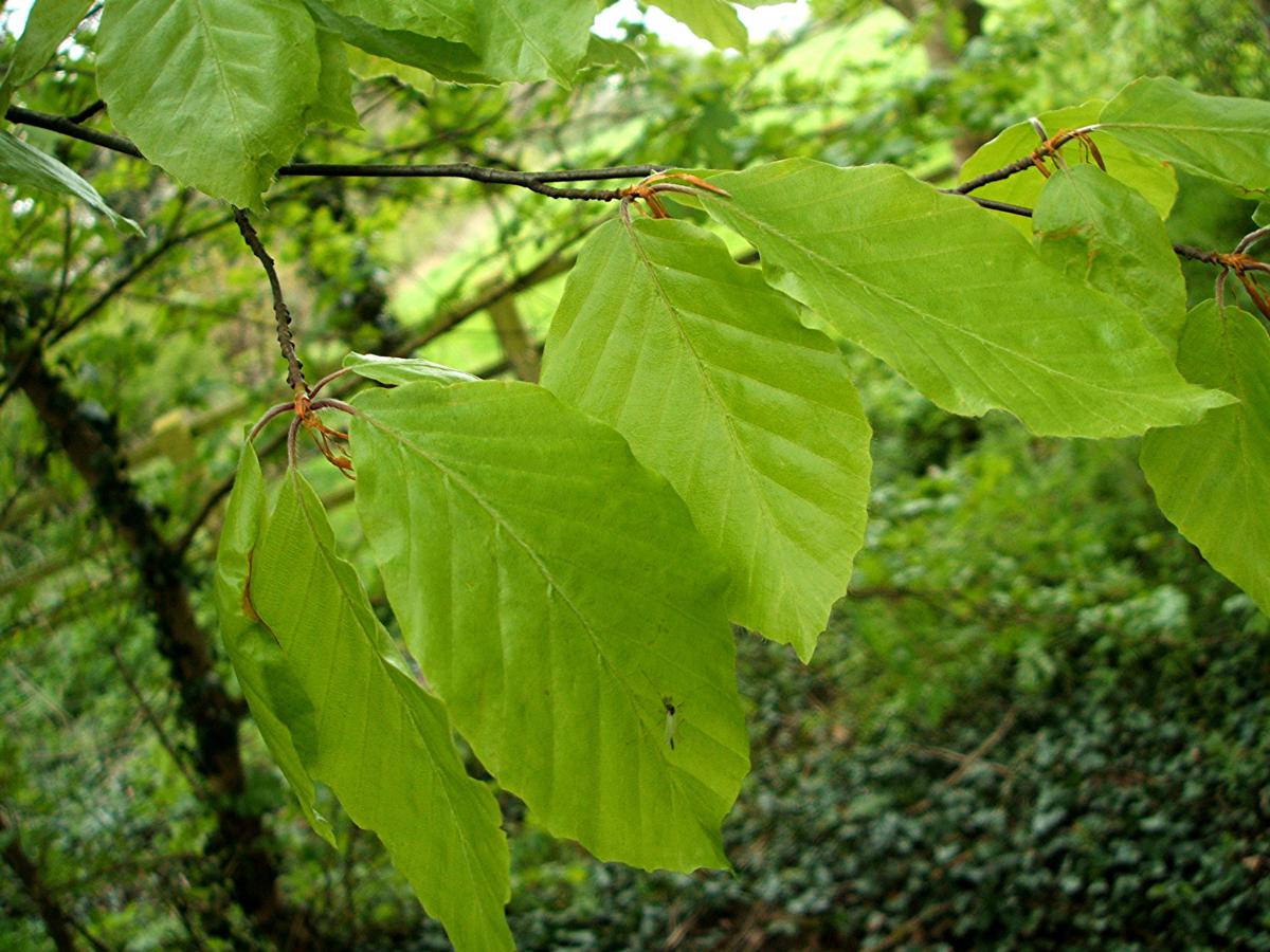 Бук Лесной листья