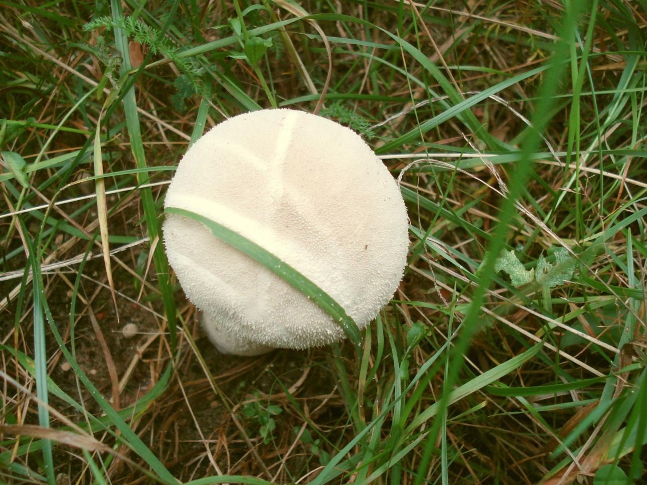 Грибы без воды. Белый круглый гриб. Круглый белый гриб без ножки. Круглый гриб белого цвета. Большой белый гриб круглый.
