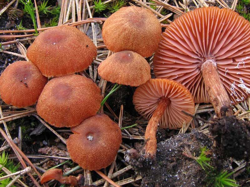 Съедобный гриб семейства. Гриб лаковица двухцветная. Лаковица розовая гриб. Пластинчатые позднеосенние грибы. Гриб коричневый пластинчатый.