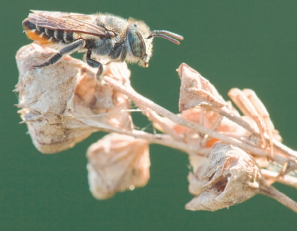 Миниатюрная безжальная пчела