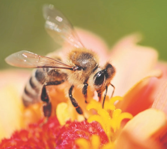 Пчелы краинской породы