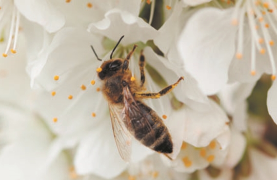 Украинская степная пчела
