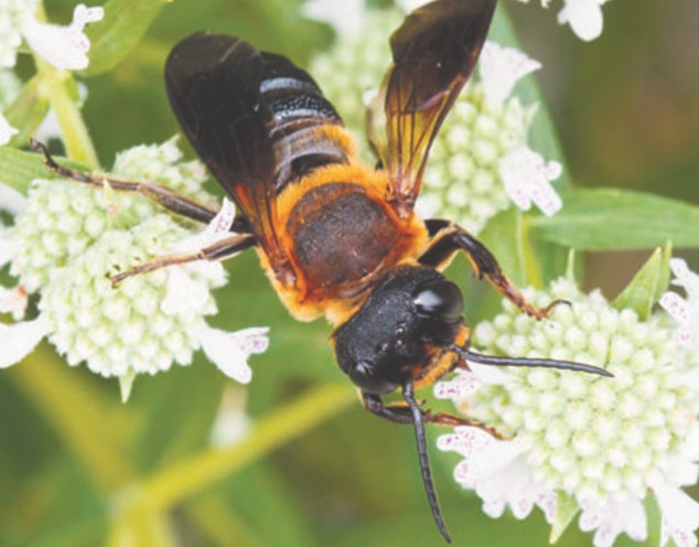 Гигантская Megachile pluto
