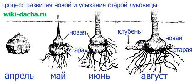процесс развития луковицы гладиолуса
