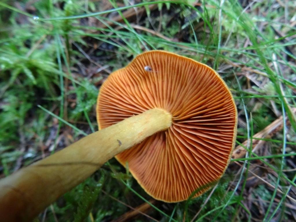 Большие пластинчатые грибы. Паутинник коричный (Cortinarius cinnamomeus). Грибы рыжие пластинчатые. Пластинчатые съедобные грибы. Рыжий гриб на тонкой ножке пластинчатый.