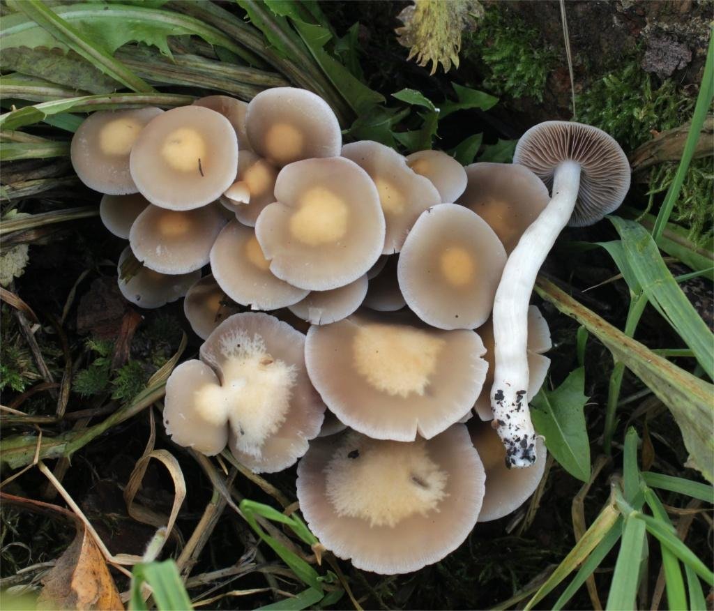 Полой ножке. Psathyrella piluliformis. Псатирелла шаровидная. Псатирелла водолюбивая гриб. Псатирелла оперенная.