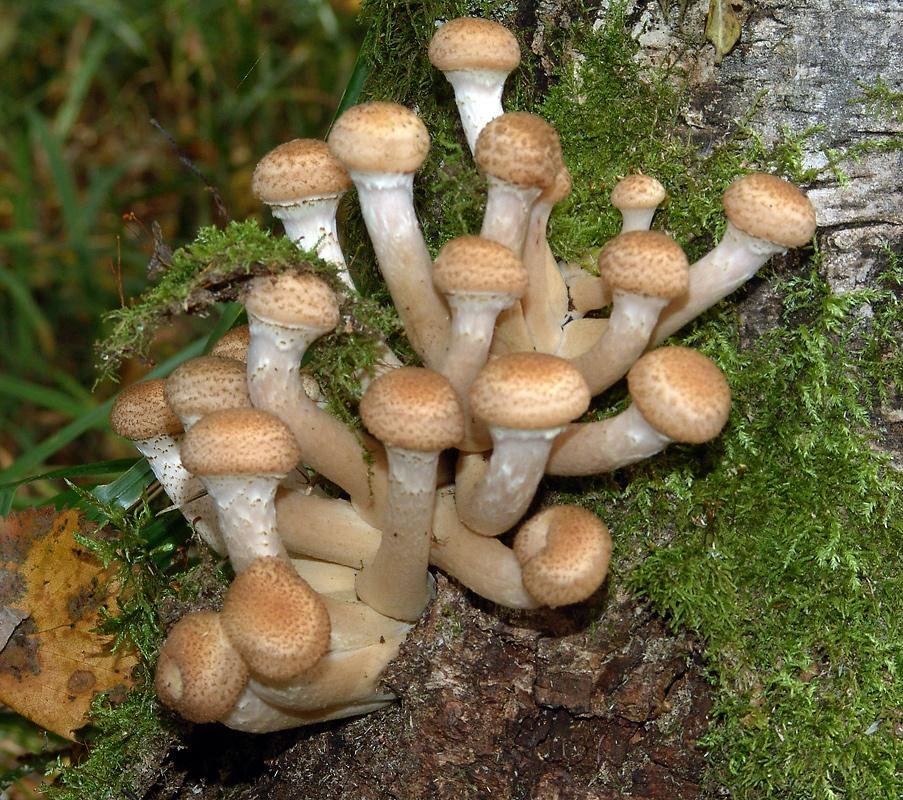 Опенок осенний. Опёнок осенний. Опёнок осенний (Armillaria mellea). Опята грибы. 1. Armillaria mellea – опенок осенний.