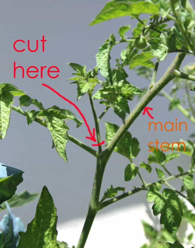 how to prune tomato cuttings