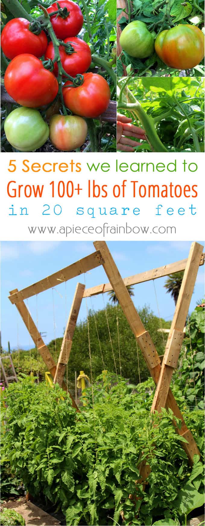 5 tried-and-true techniques we learned on how to grow tomatoes like an expert and get a big harvest: over 100 lbs in 20 square feet! - A Piece Of Rainbow