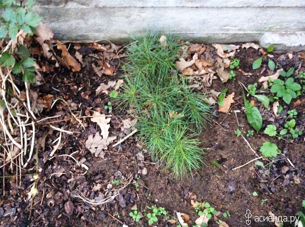 Посадка крупномеров хвойных. Как посадить кедр осенью. Посадка кедра на участке осенью. Посадка сосны. Посадка кедра орехами.