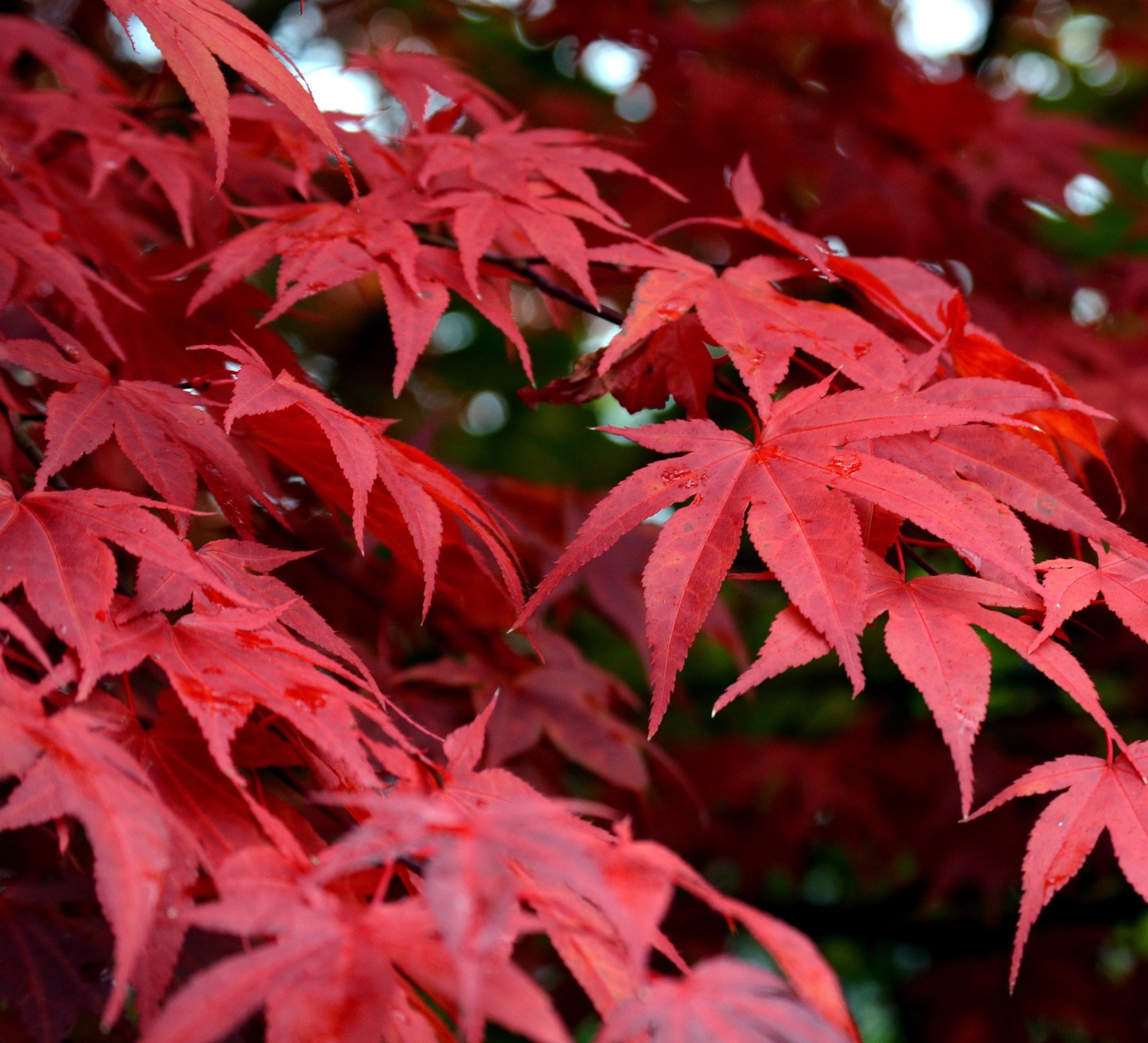 Декоративный клен с красными листьями