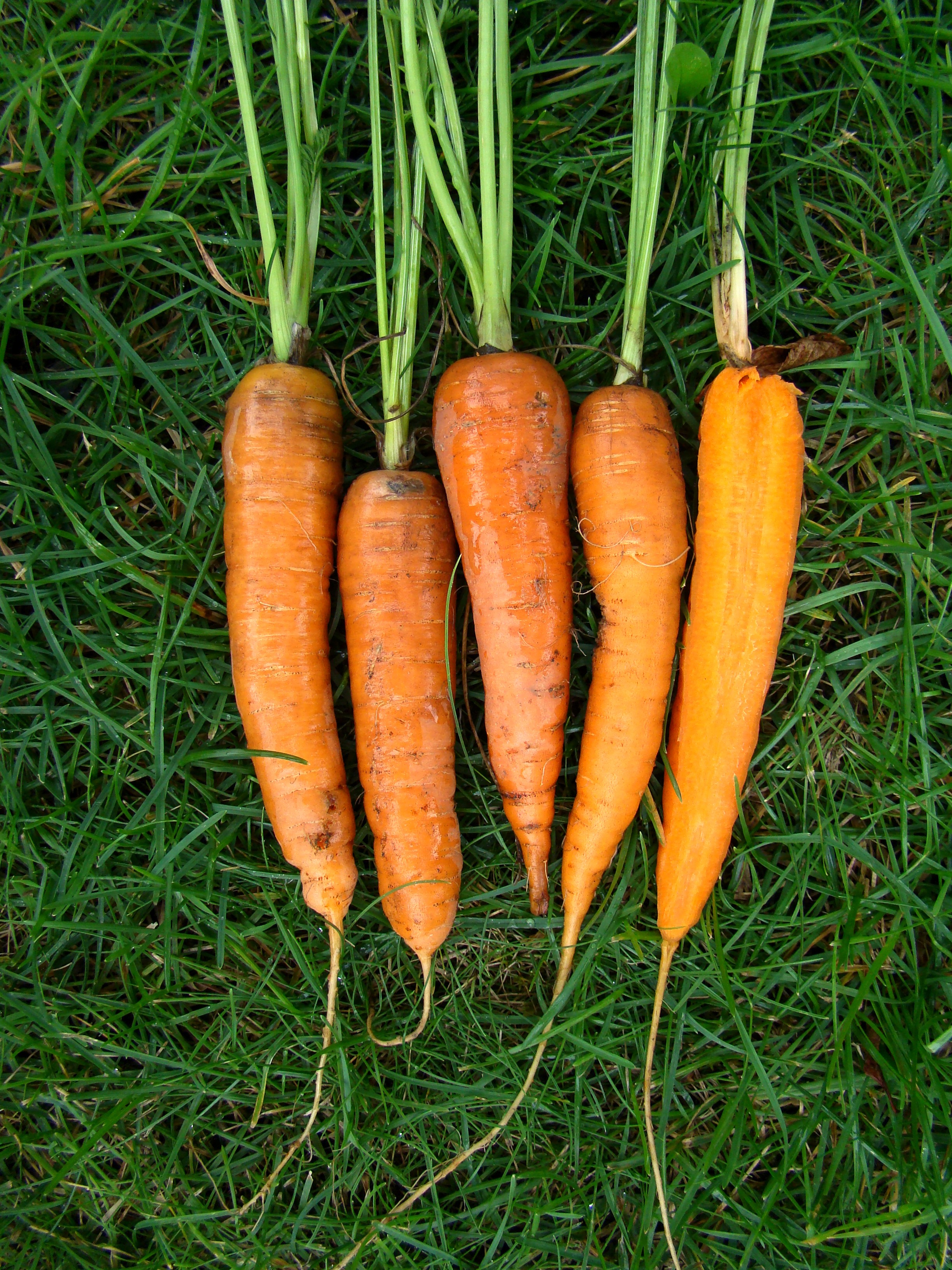 Морковь дикая купить. Морковь Дикая (Daucus carota). Daucus sativus. Кардифф ф1 морковь.