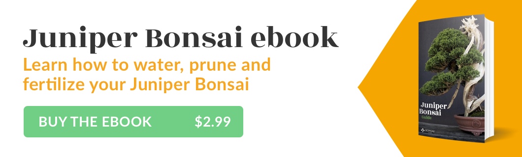 Juniper Bonsai Guide