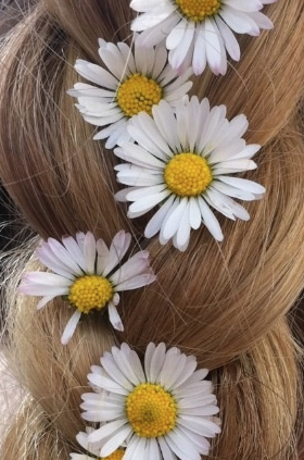 Daisy Daisies flowers plait in ladies hair