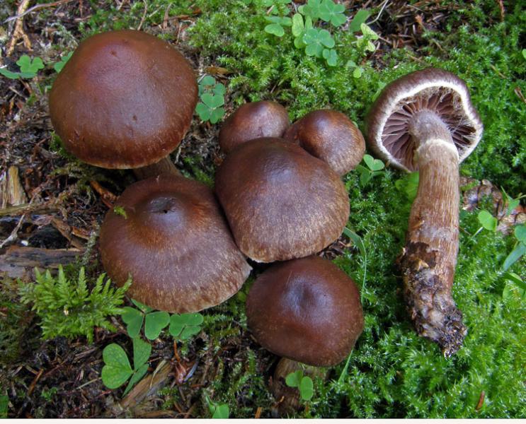 Гриб темно коричневая шляпка. Cortinarius brunneus. Еловик гриб коричневый. Грибы рядовки коричневые съедобные. Грибы с коричневой шляпкой и коричневой ножкой.