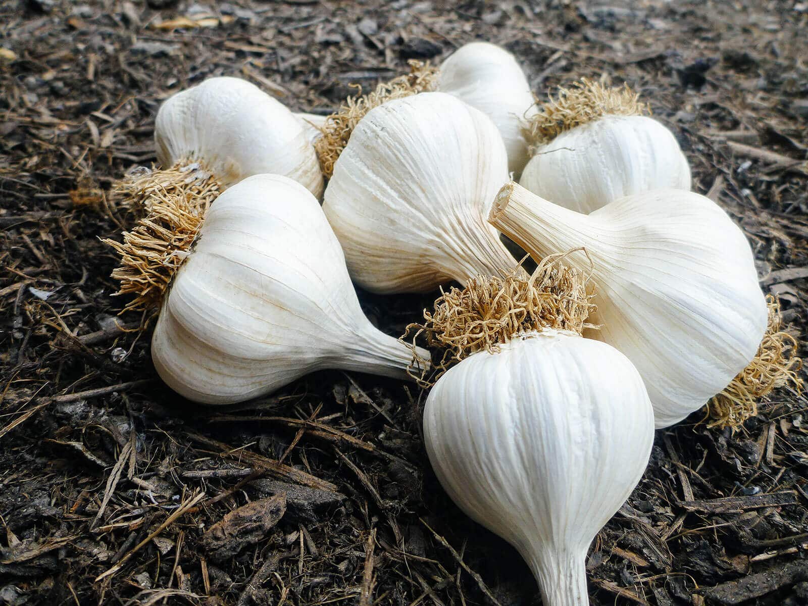 Freshly harvested garlic bulbs in summer with the roots and tops trimmed