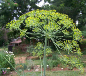 How To Grow and Harvest Dill - Planting Dill Guide