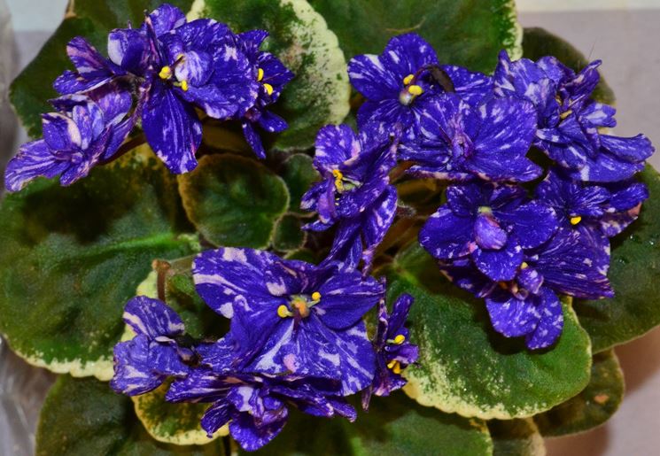 fiori violetta