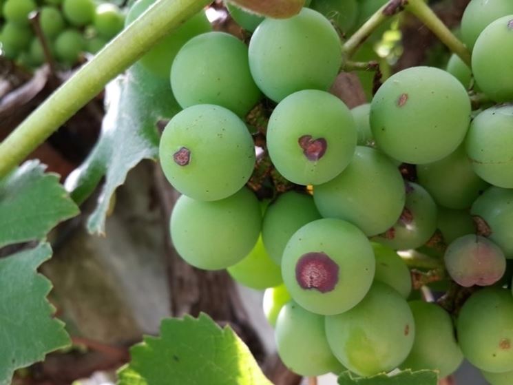 Антракноз винограда чем лечить фото