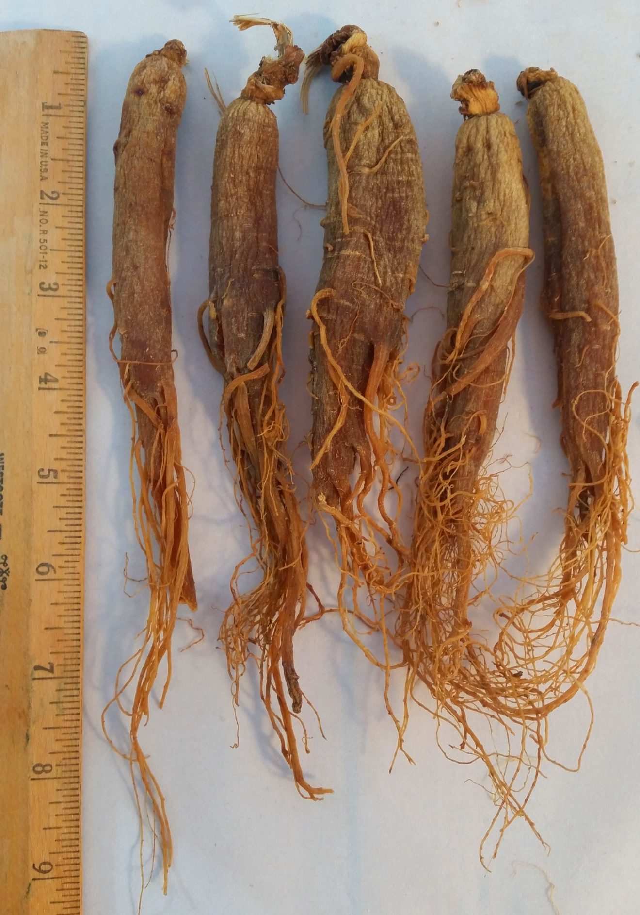 Red Ginseng корень