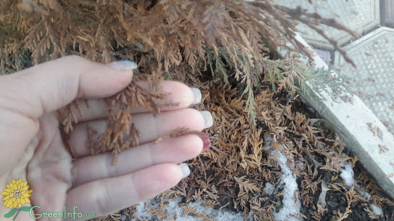Можжевельник стал коричневым после зимы что делать. Туя замерзла. Туя после зимы осыпает. Вереск пожелтел после зимы. Сорняк который вырос у туи.
