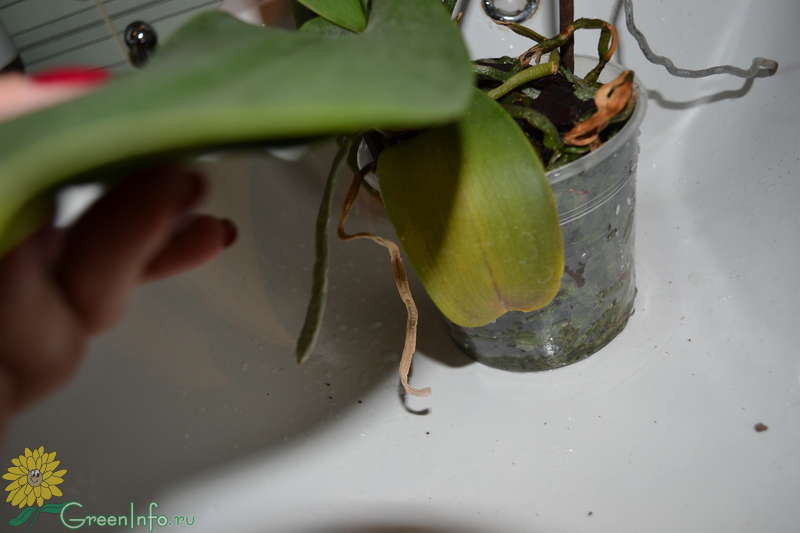 После пересадки вянет. Орхидея после пересадки вянут. Желтеют листья у орхидеи. Фаленопсис желтеют листья после пересадки. После пересадки орхидеи листья желтеют.