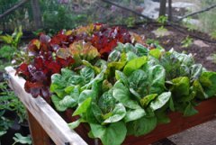 Lettuce Varieties—‘Speckles’