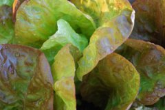 Growing Lettuce—‘Merveille des Quatre Saisons’, a.k.a ‘Continuity’
