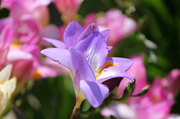 freesia, freesia flower