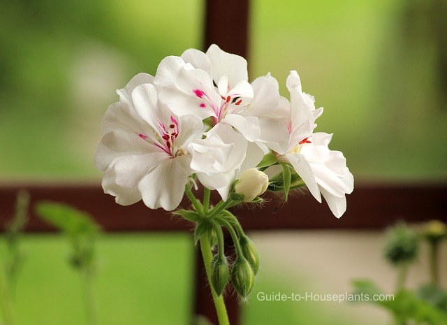 geranium, geranium care, growing geraniums, geranium houseplant