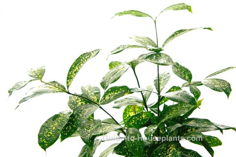 japanese laurel, aucuba japonica, spotted laurel, gold dust plant