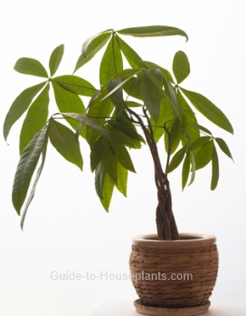 money tree plant, money tree plant care,Pachira aquatica