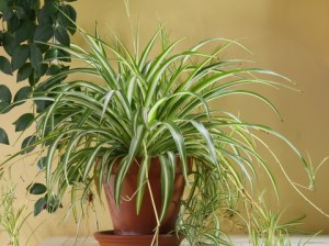 Spider Plant, common house plant, houseplant
