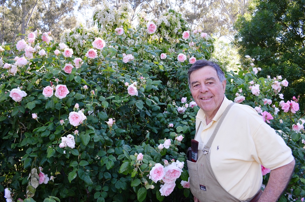 professional gardener near pale pink rose bushes