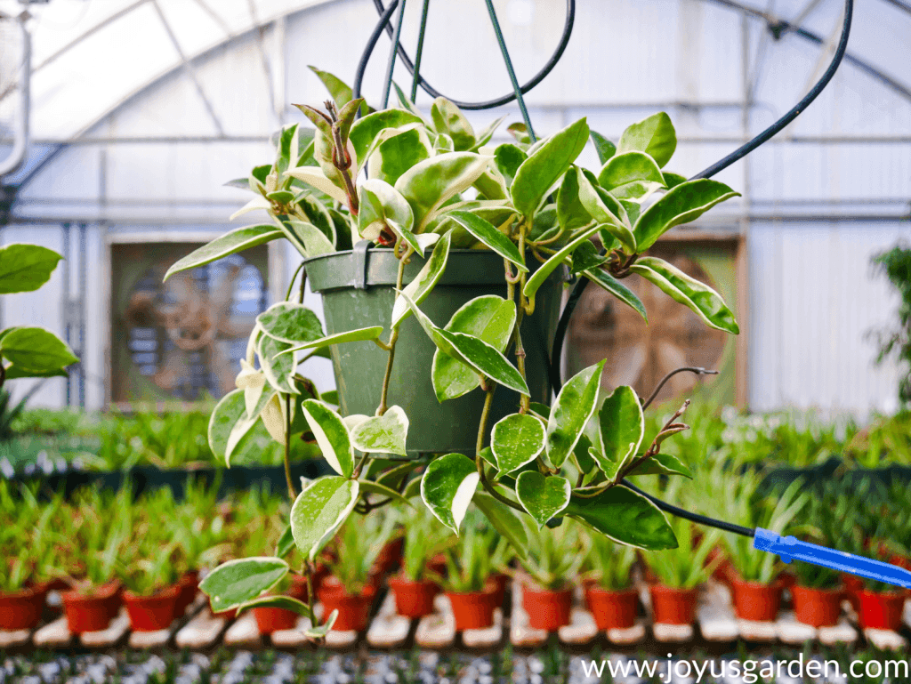 How To Care For A Hoya Houseplant a variegated hoya hangs in a greenhouse