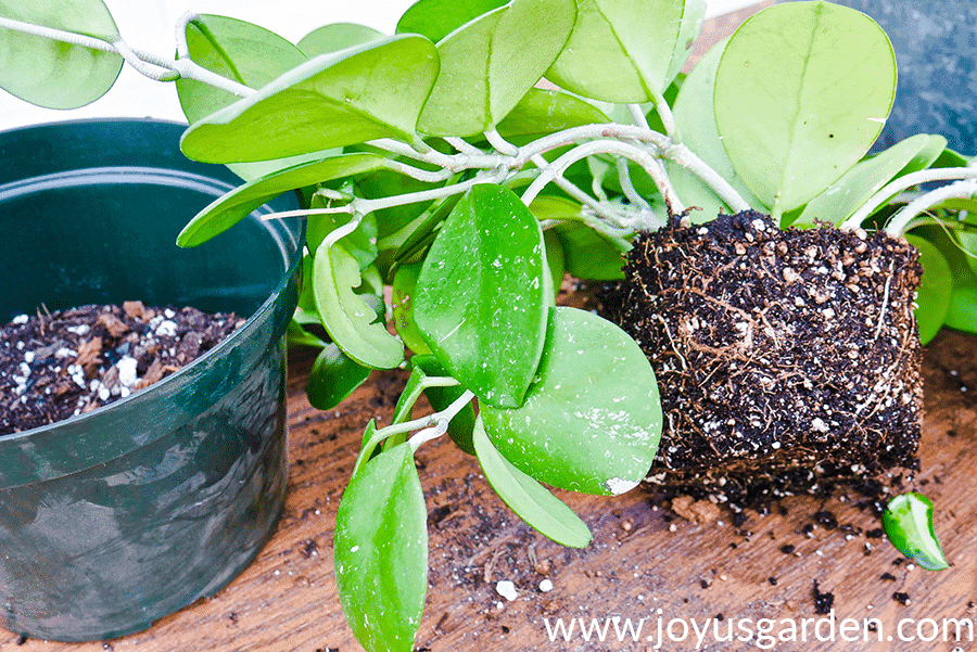 Hoya (Wax Plant) Houseplant Repotting: When, How & The Mix To Use the exposed root ball of a Hoya obovata sits next to a green grow pot